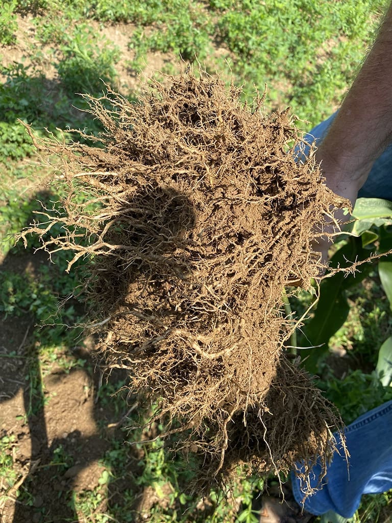 Soil Health, minerals, Soil program